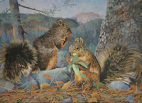 Chiricahua Fox Squirrel