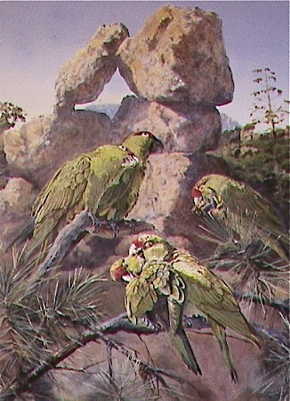 Thick-Billed Parrots in the Chiricahua Mountains